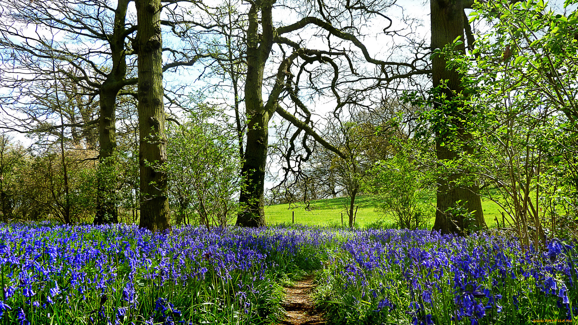 природа, дороги, тропа, цветы, трава
