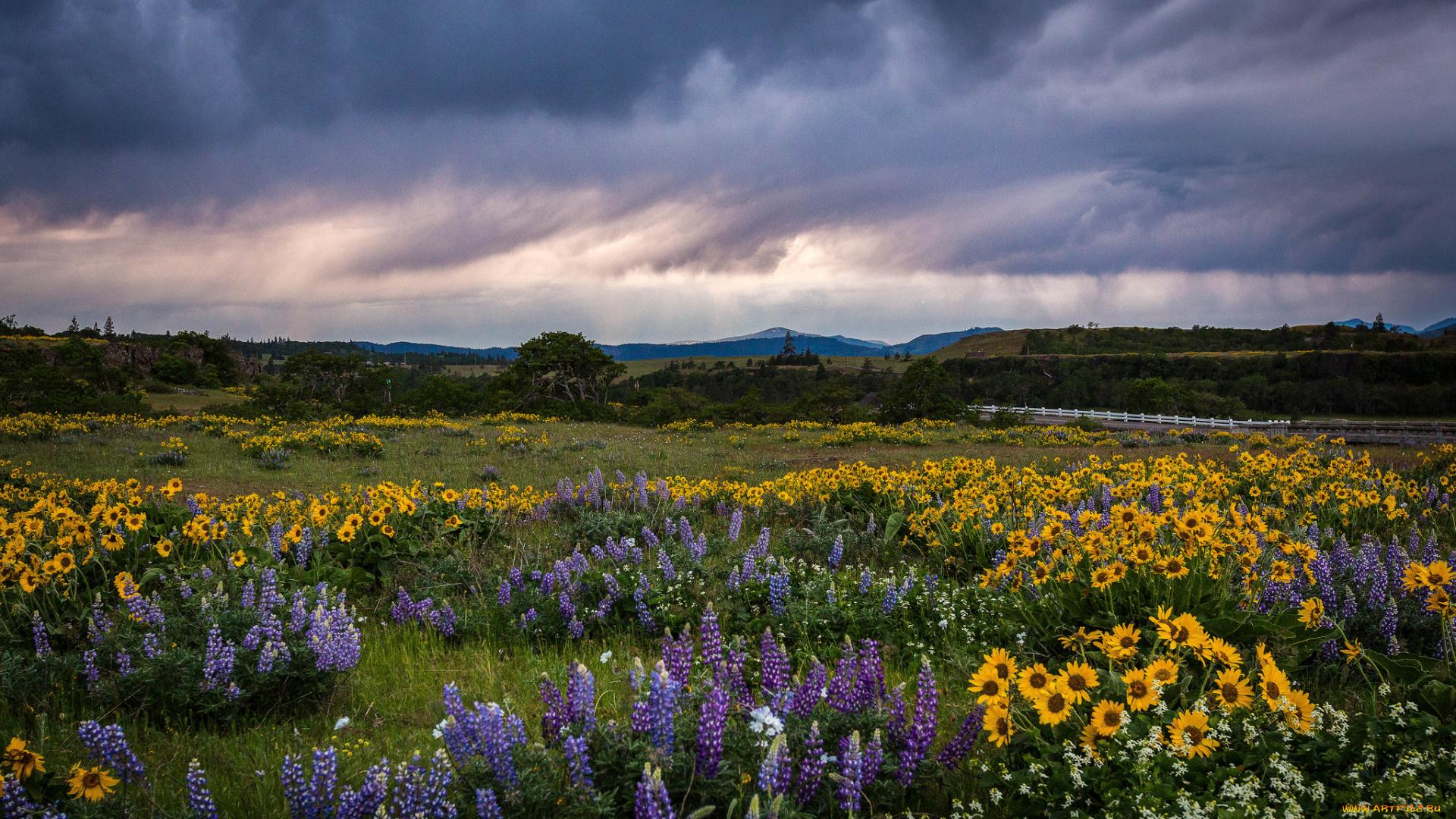 природа, луга, цветы, трава