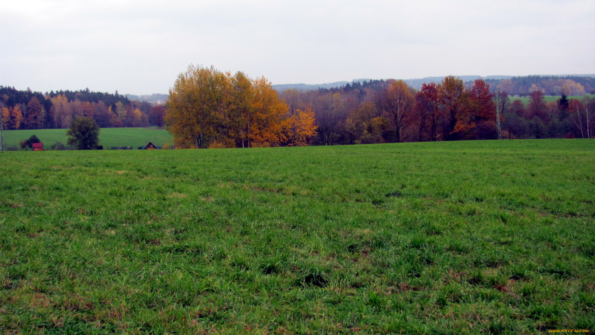 природа, луга, трава