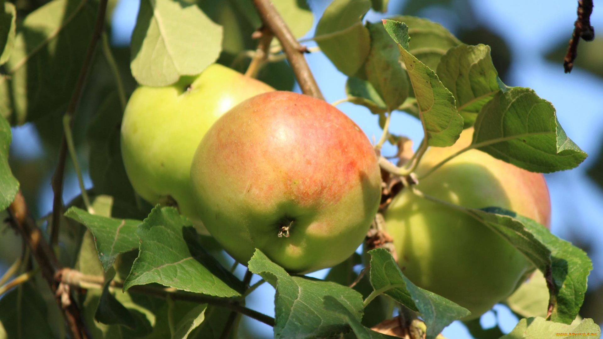 природа, плоды, ветка, яблоки