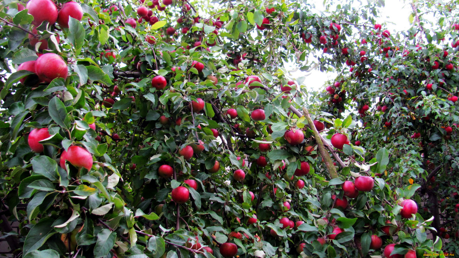 природа, плоды, яблоки, урожай, много