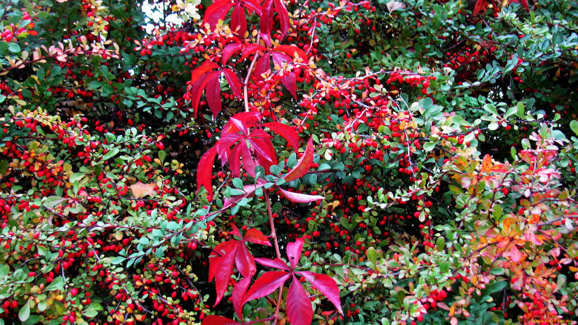 природа, Ягоды, осень