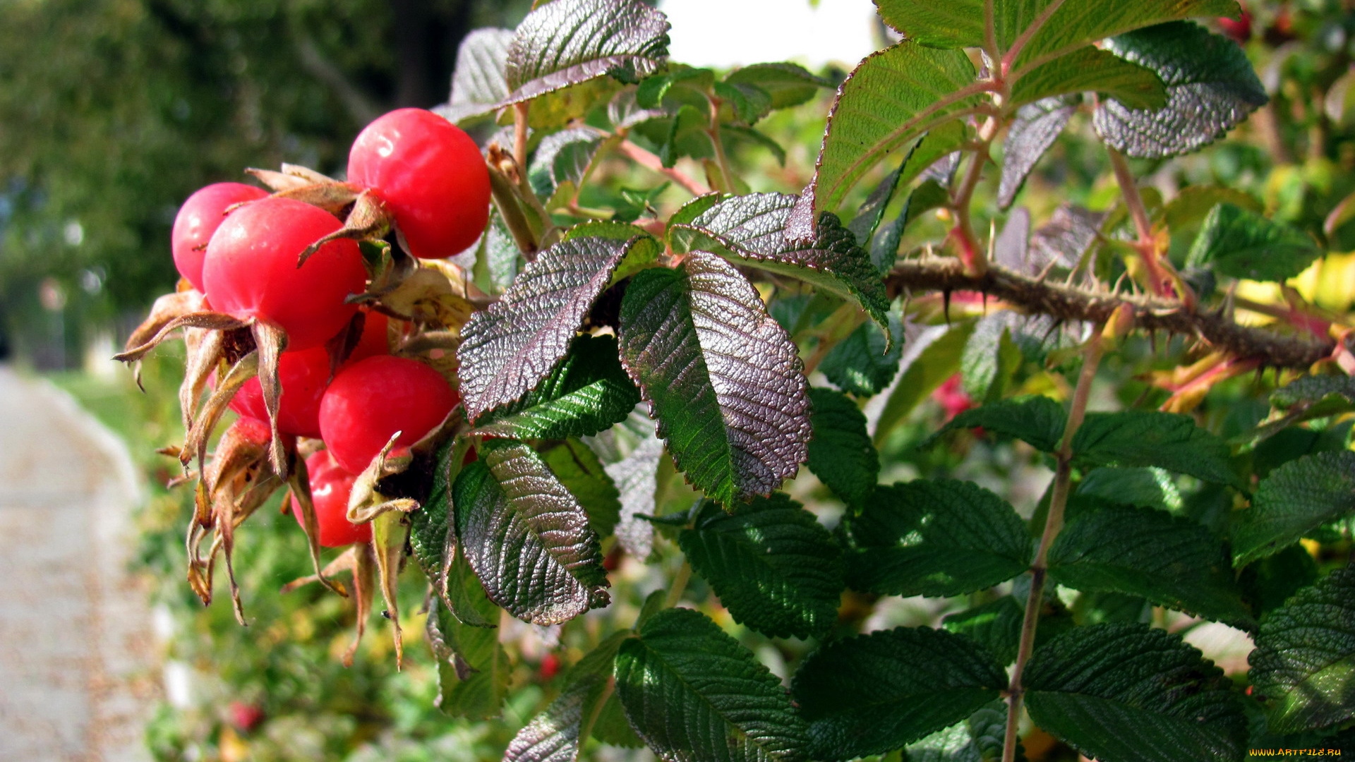 природа, Ягоды, шиповник