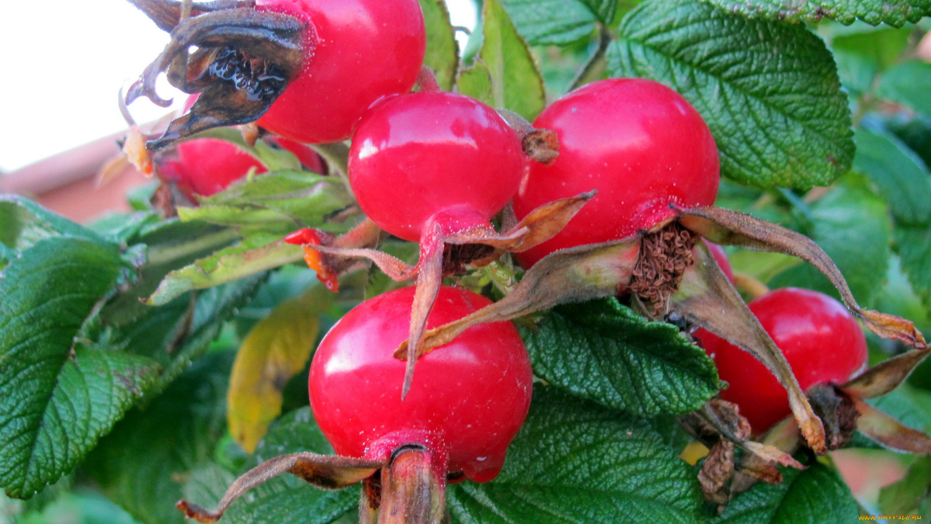 природа, Ягоды, шиповник