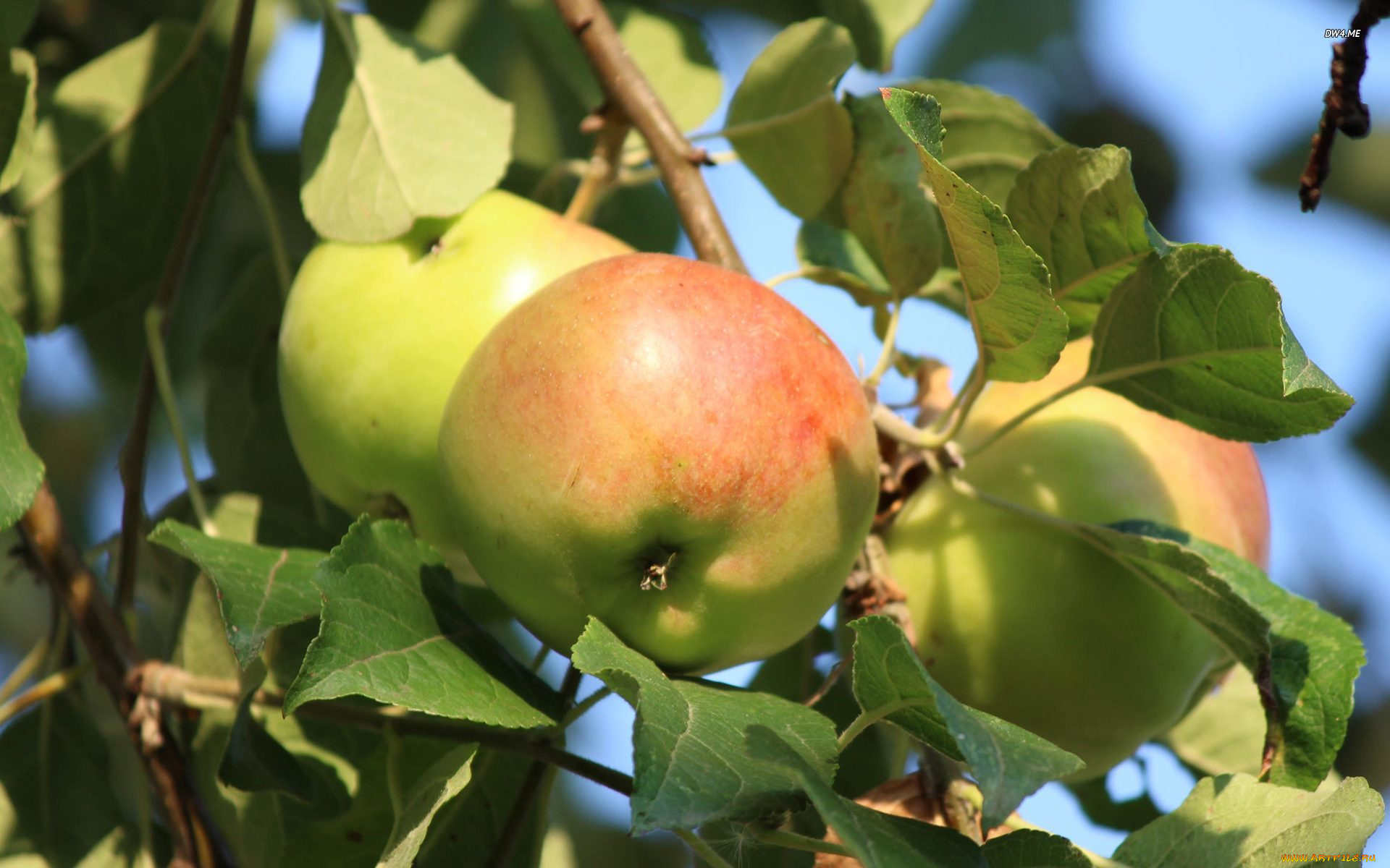 природа, плоды, ветка, яблоки