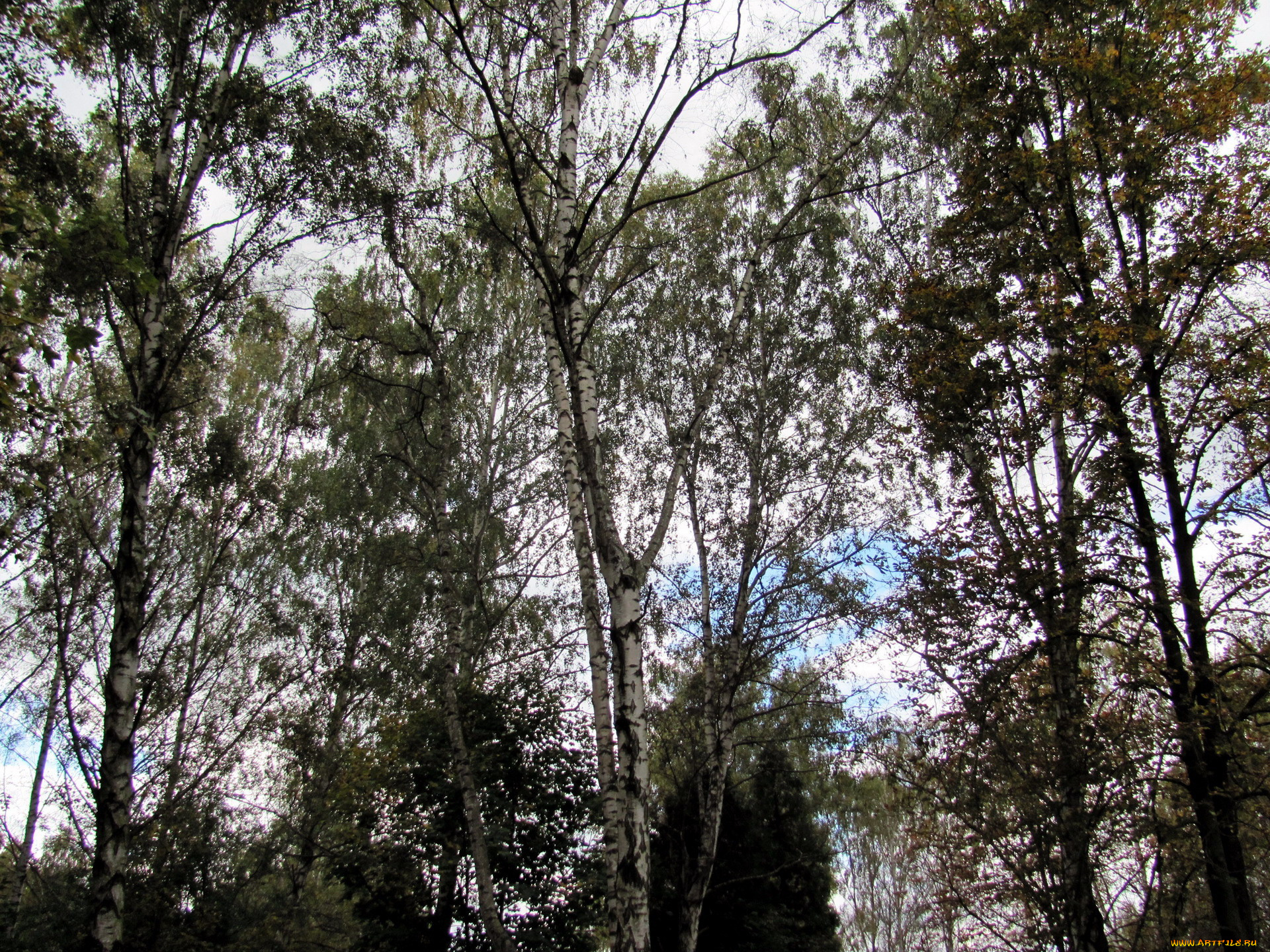 природа, деревья, березки