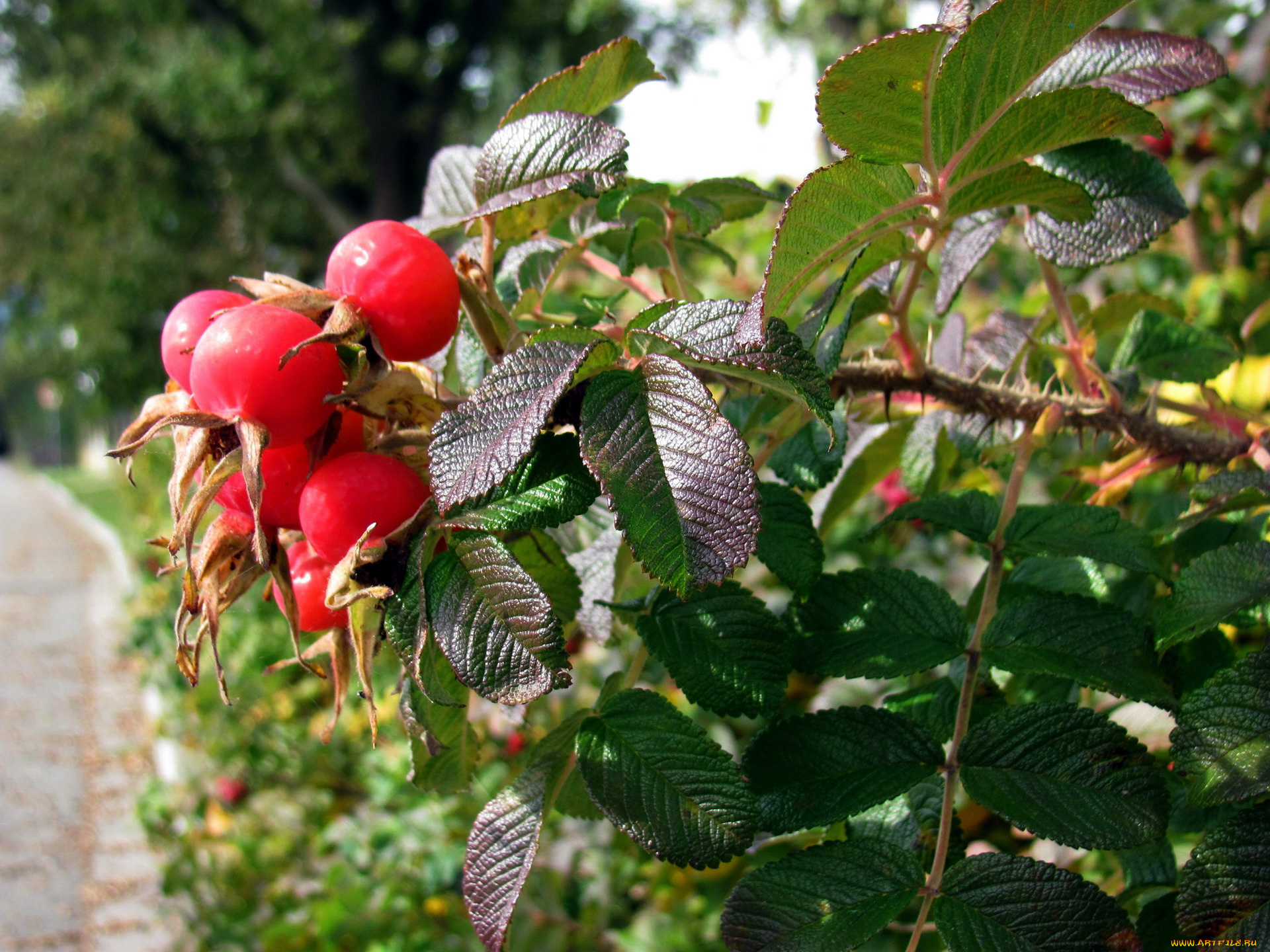 природа, Ягоды, шиповник