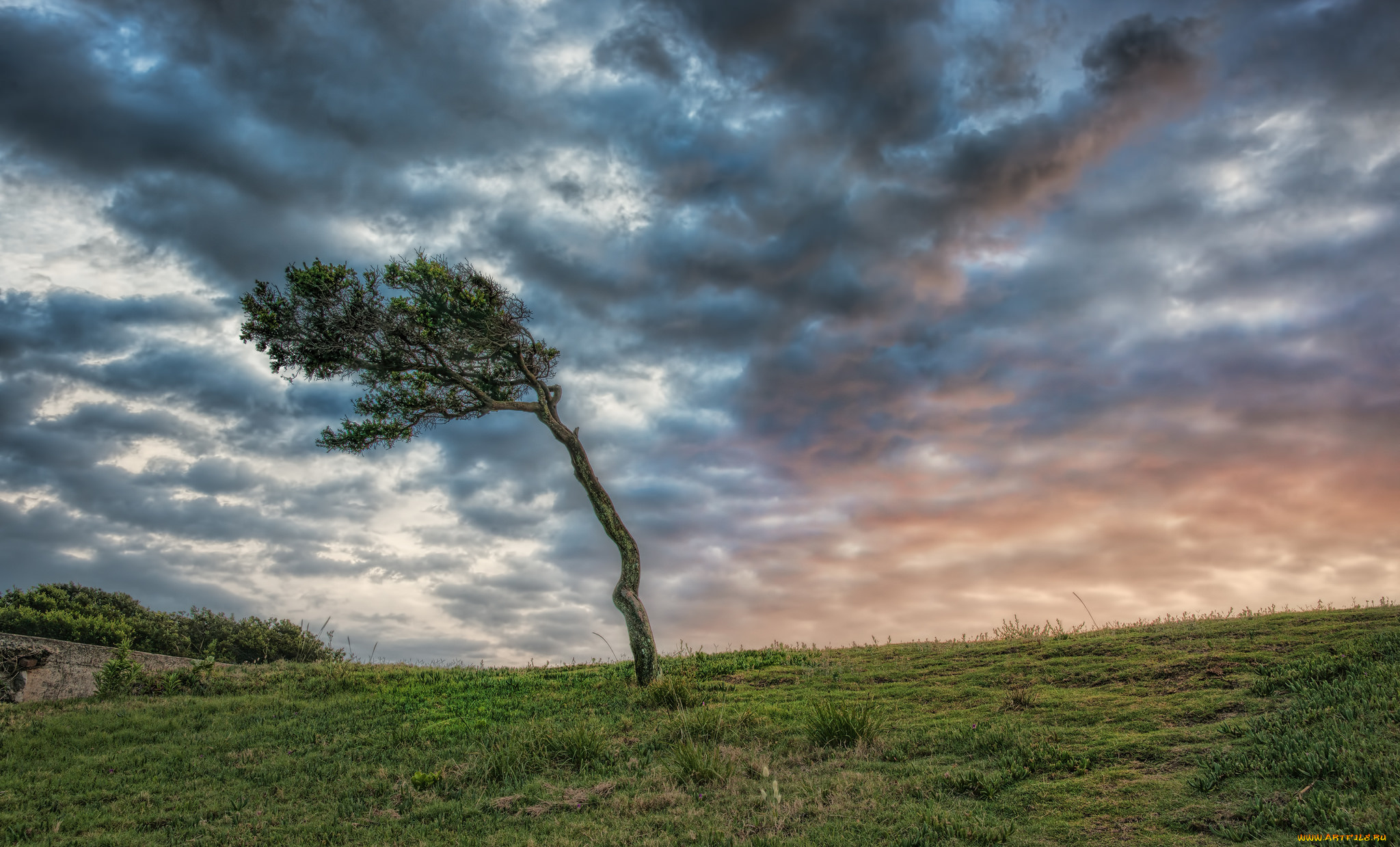 природа, деревья, поле
