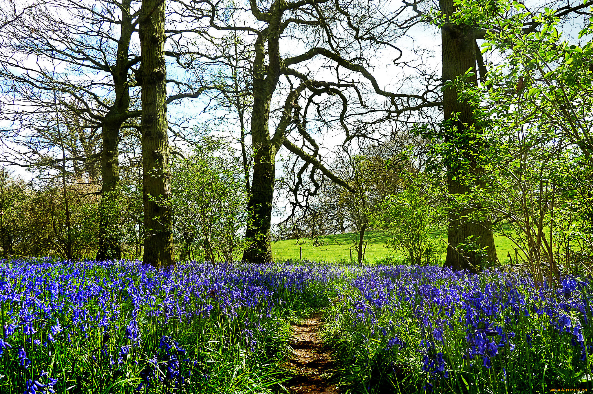 природа, дороги, тропа, цветы, трава
