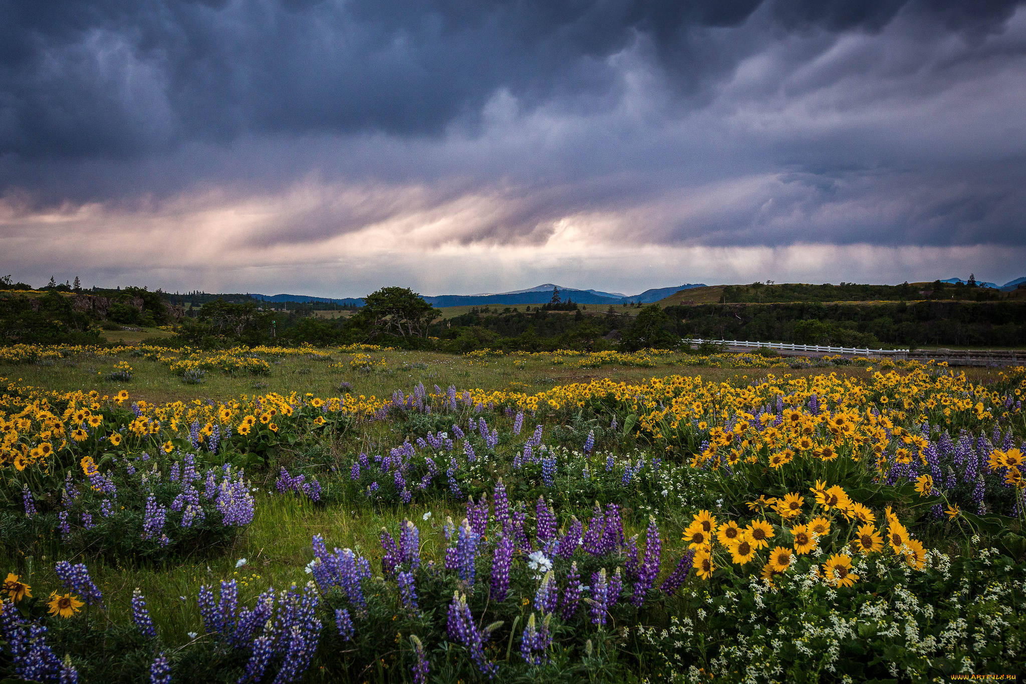 природа, луга, цветы, трава