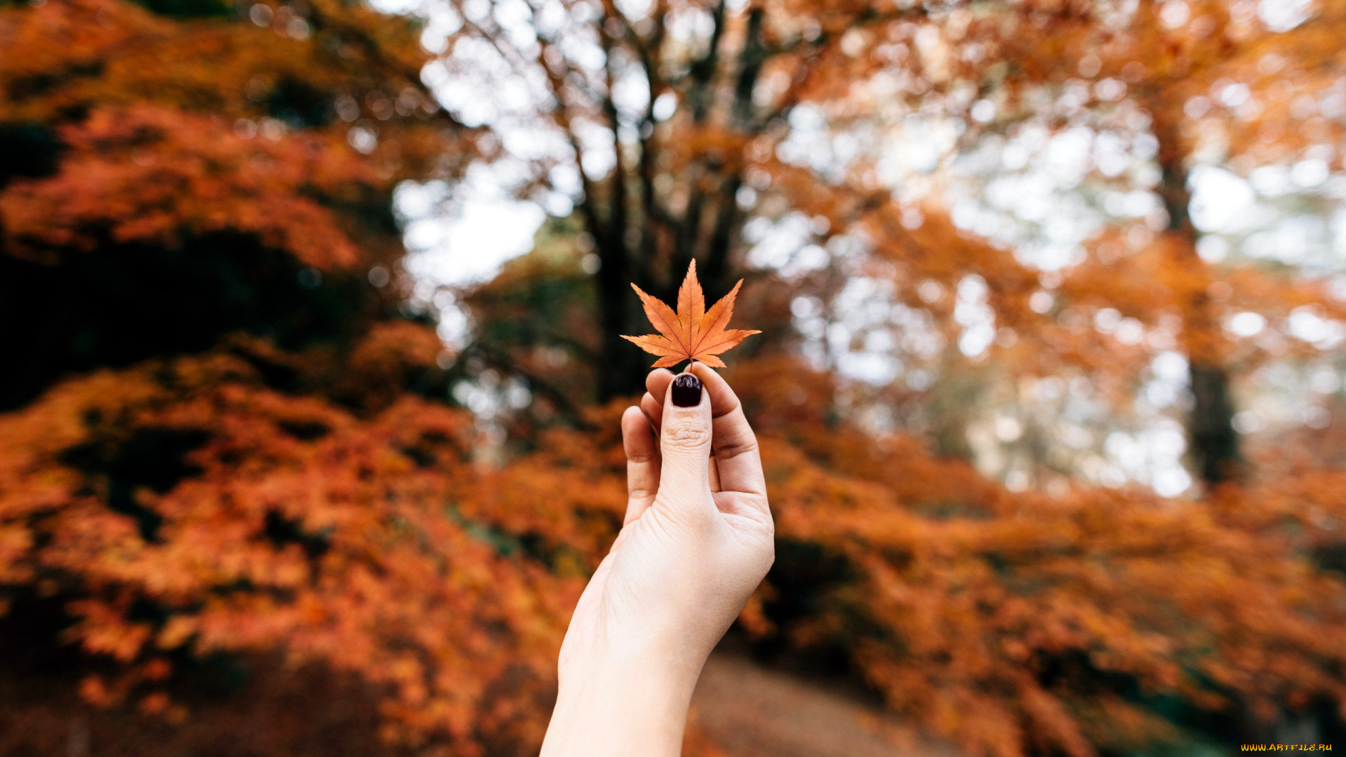 разное, руки, осень, листок