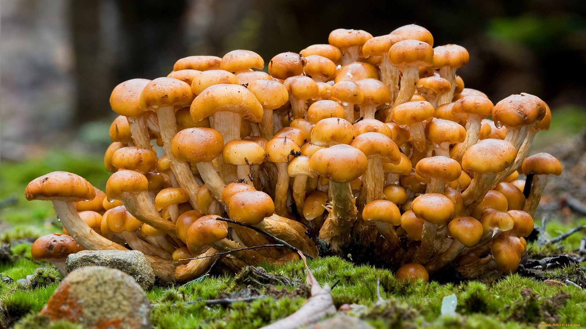 природа, грибы, грибная, семейка