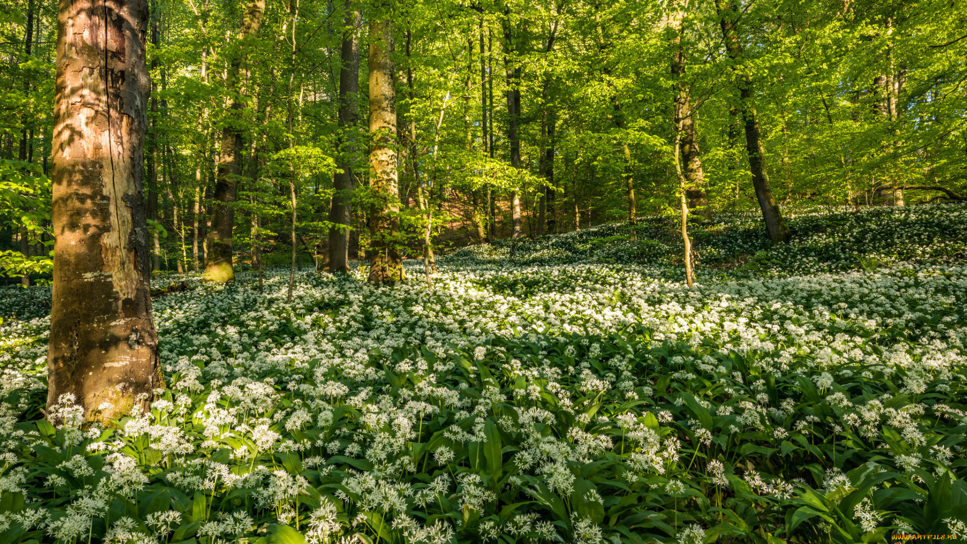 природа, лес, простор