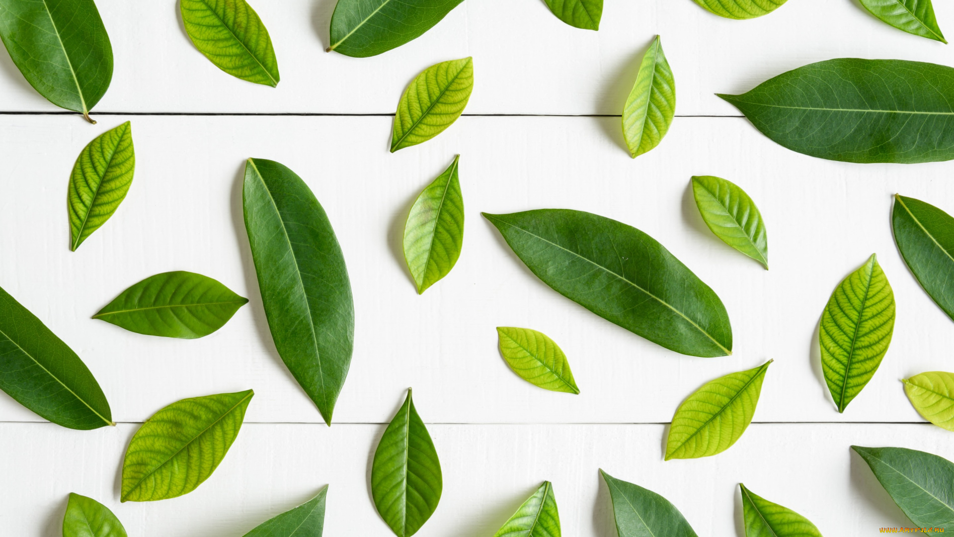 природа, листья, фон