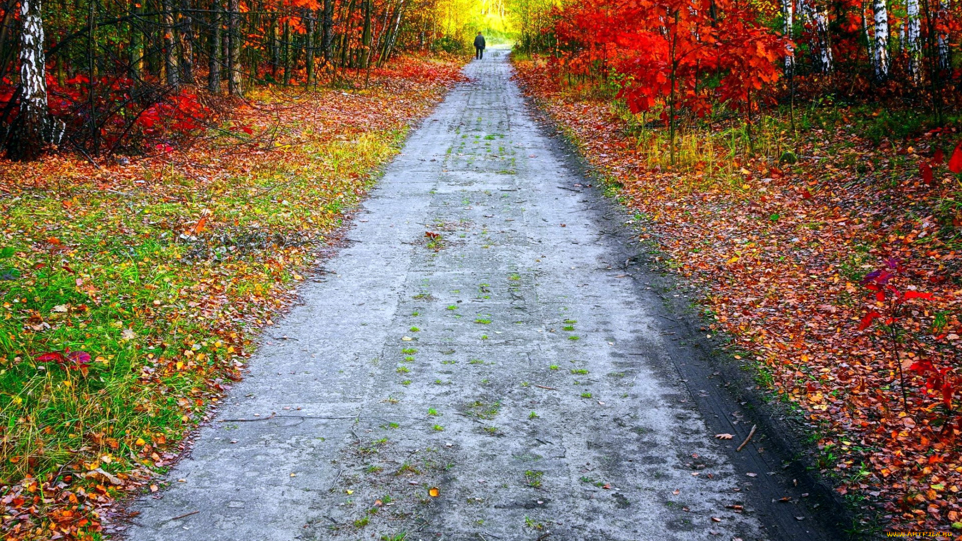 природа, парк, листва, осень, листопад, аллея