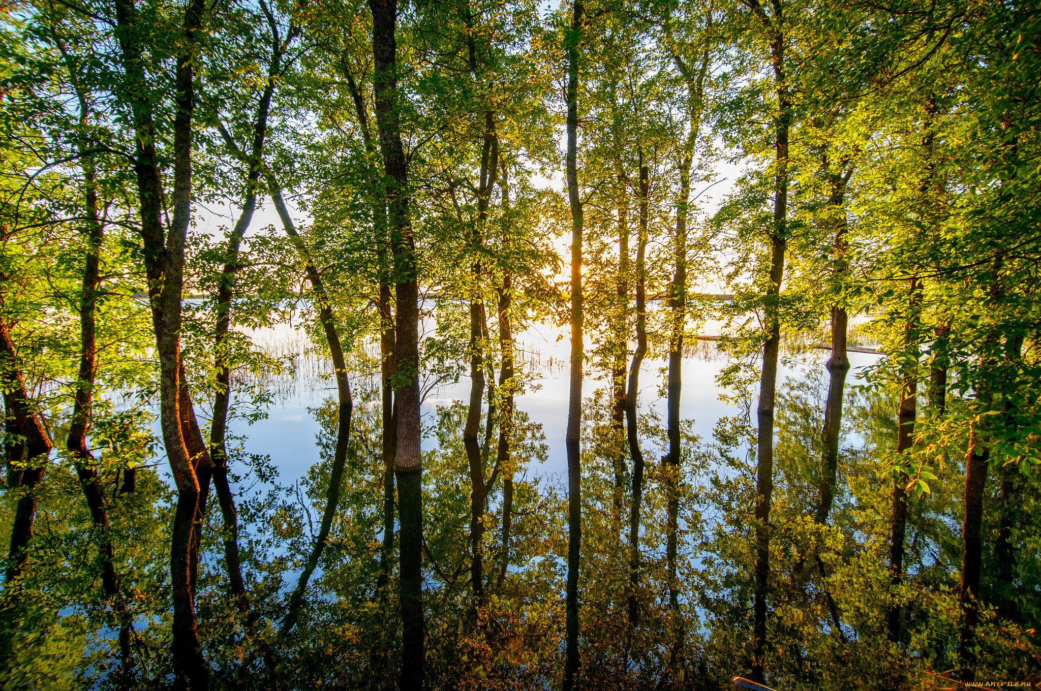 природа, лес, простор