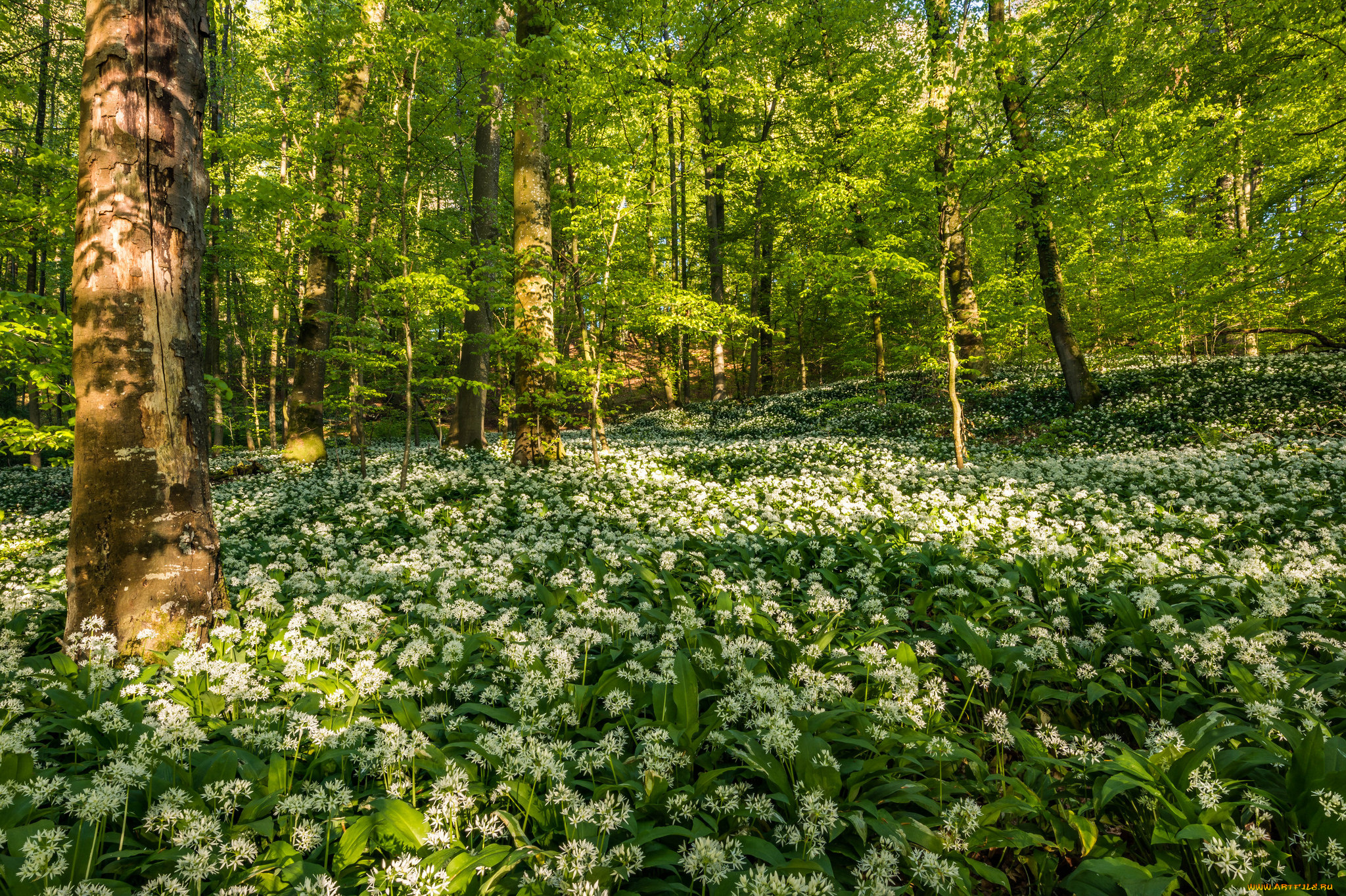 природа, лес, простор
