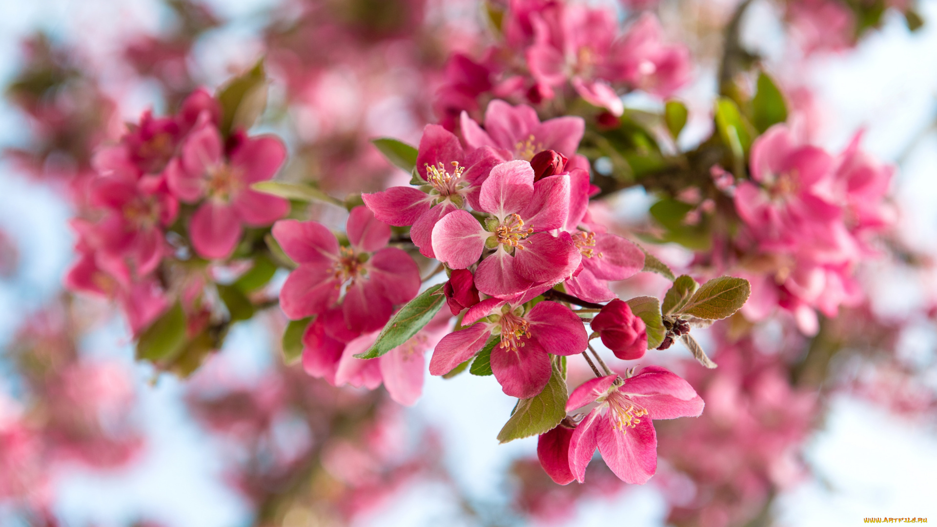 цветы, цветущие, деревья, , , кустарники, природа, вишня, ветка, весна