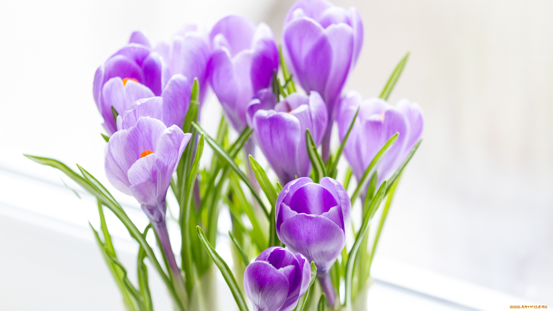 цветы, крокусы, букет, весна, сиреневые