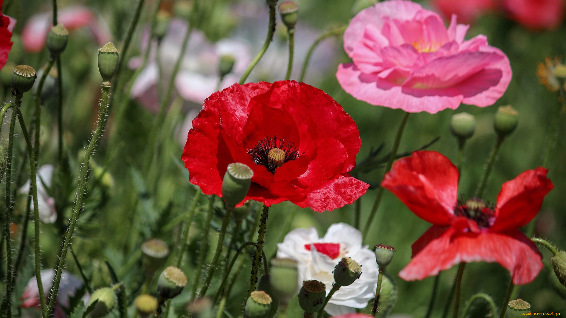 цветы, маки, лето, красные, розовые, белые, боке