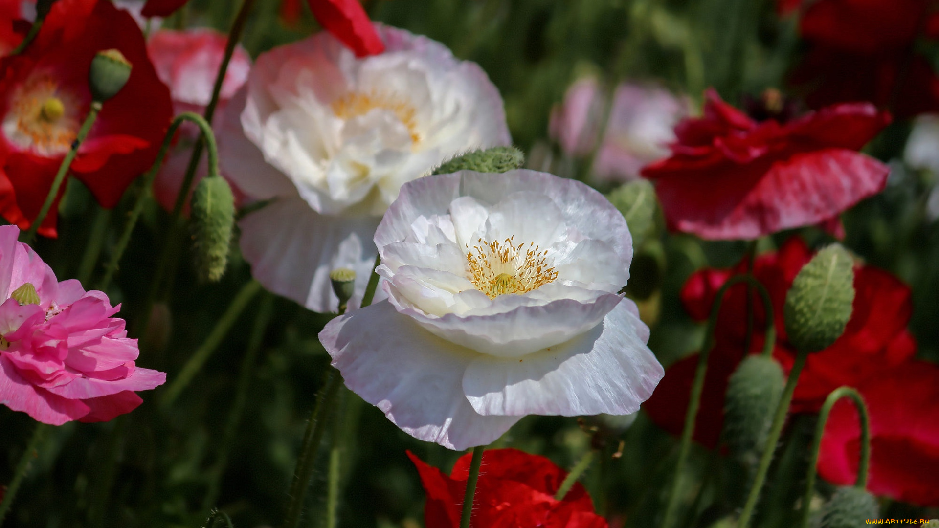 цветы, маки, лето, размытие, красные, розовые, белые, бутоны, боке, махровые