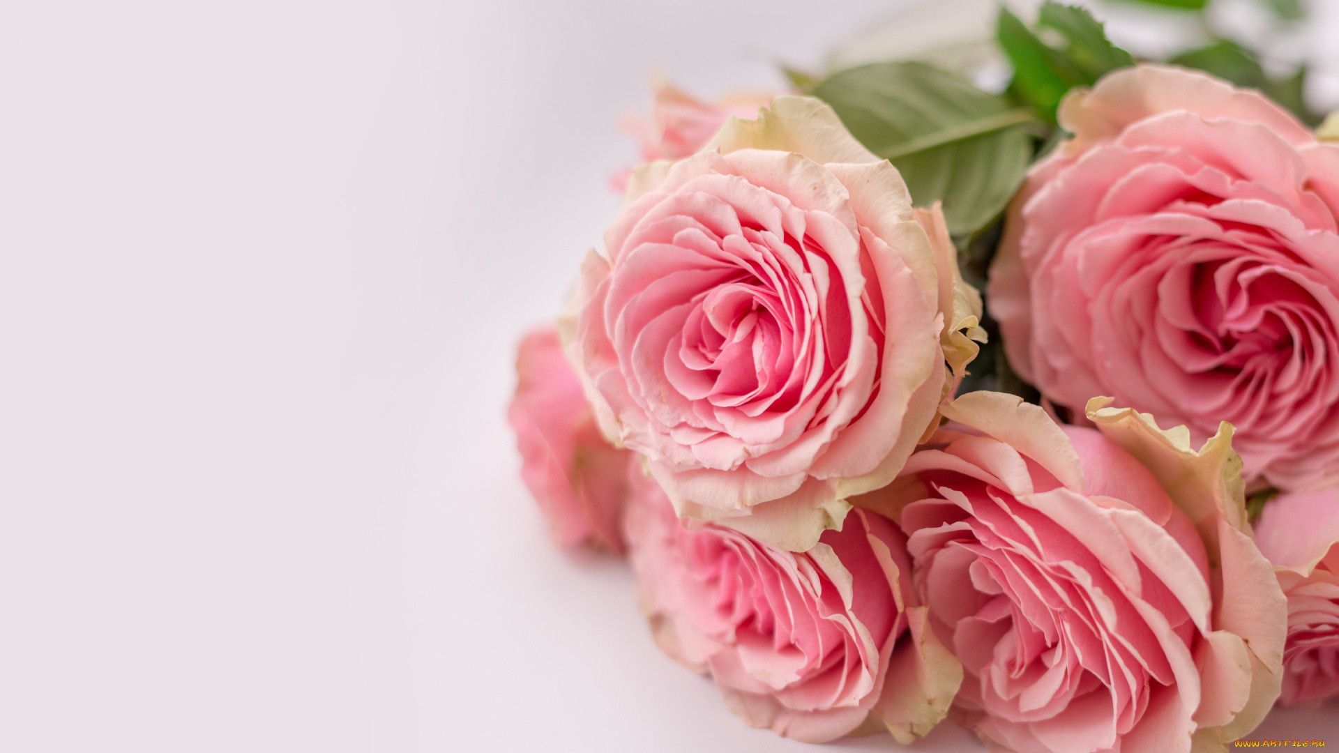 цветы, розы, букет