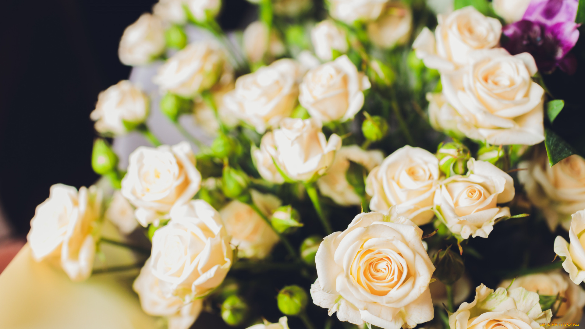 цветы, розы, букет, красивые