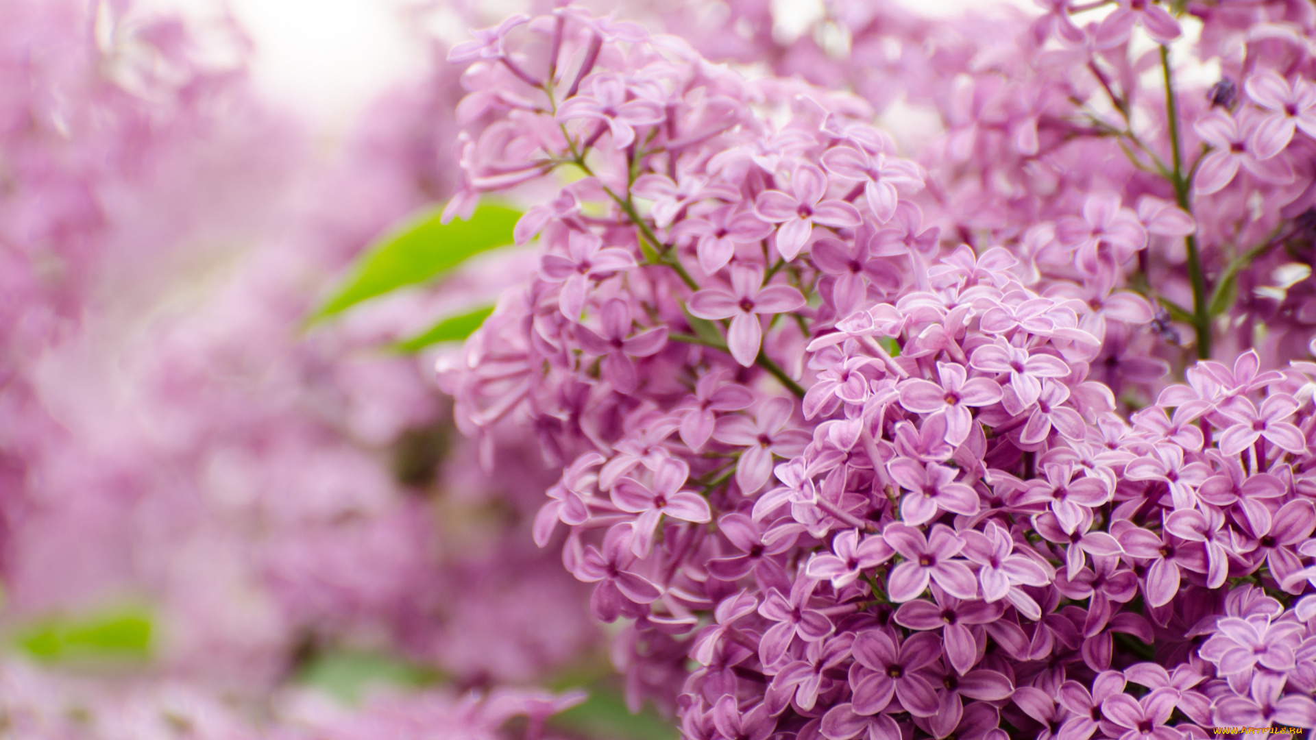 цветы, сирень, природа, парк, ветка, весна