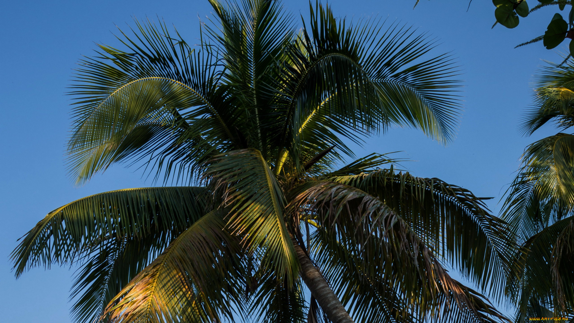 природа, деревья, пальма