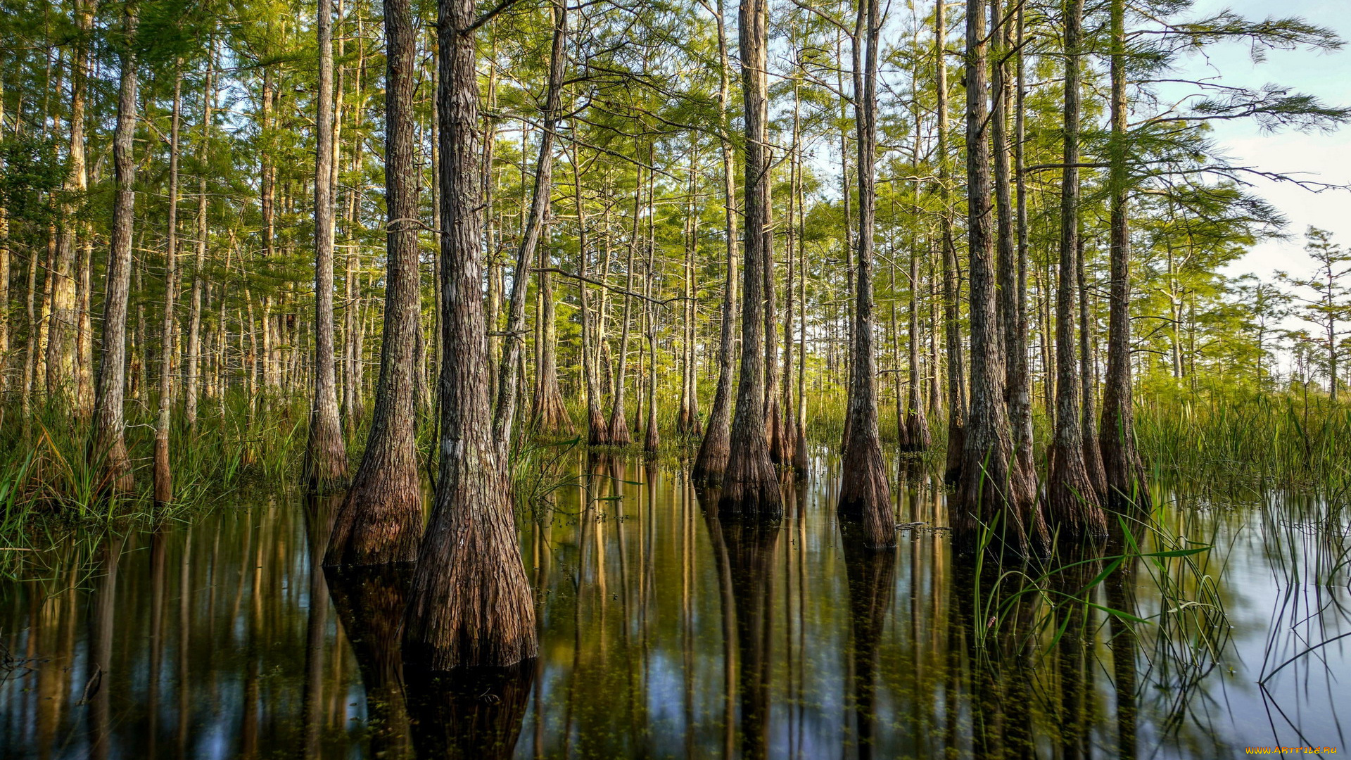 природа, деревья, сосны, стволы, вода