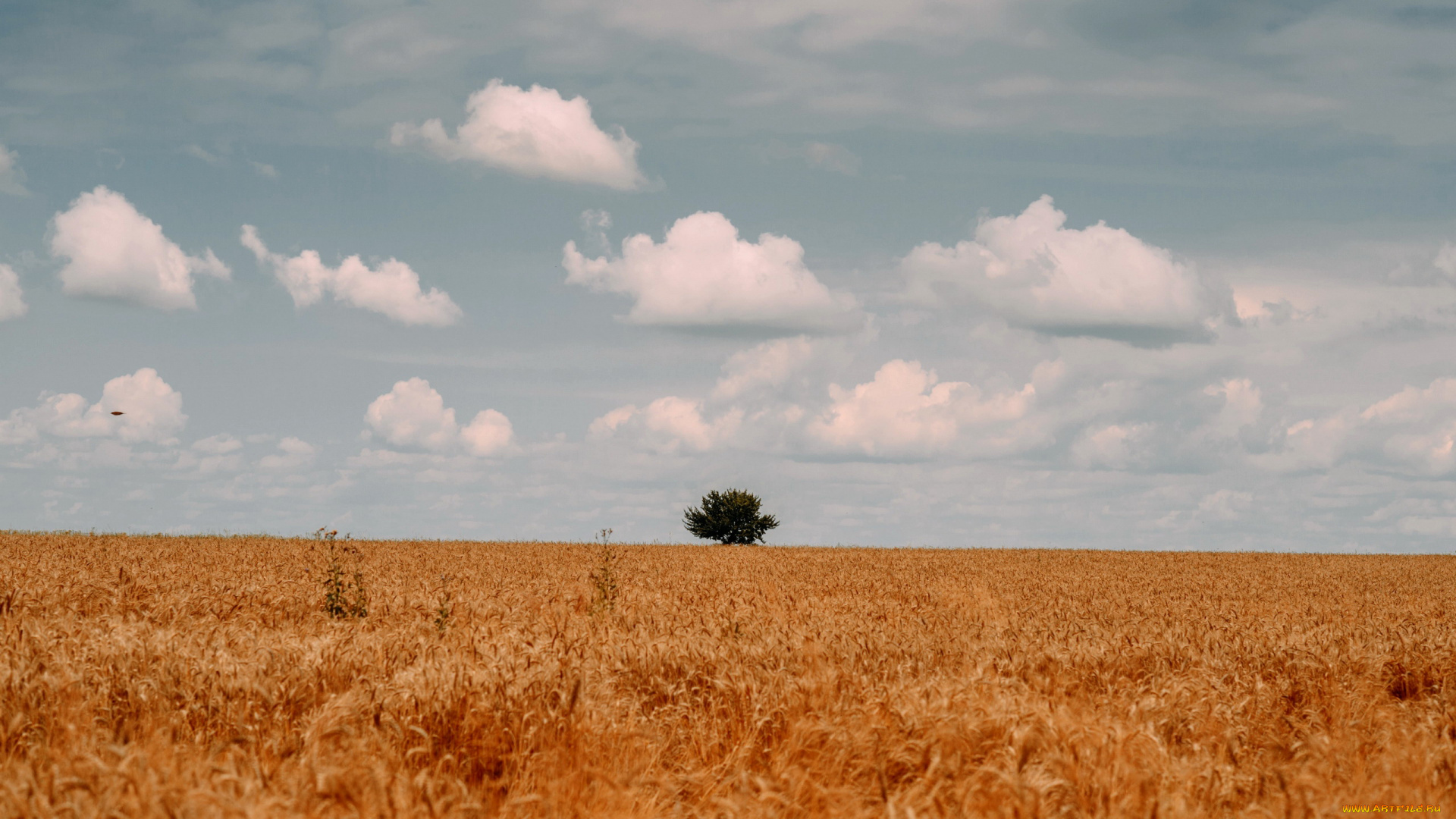 природа, поля, поле