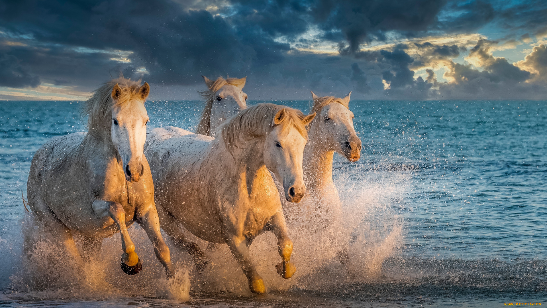 животные, лошади, море, брызги, кони
