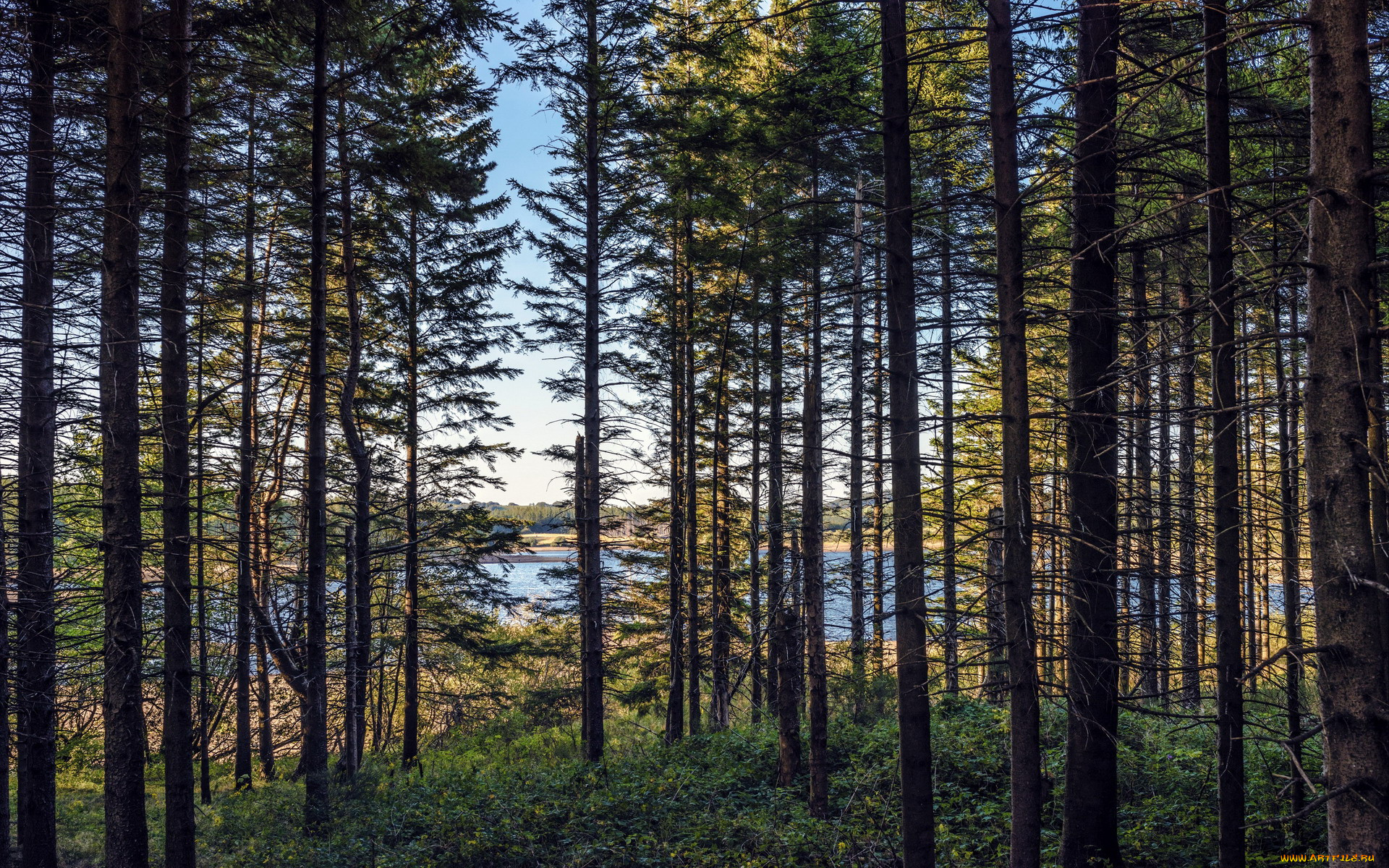 природа, лес, сосны