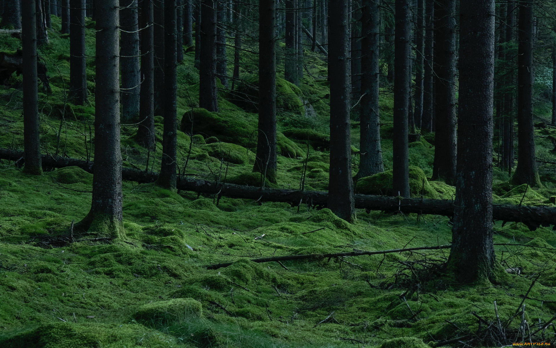 природа, лес, сосны, стволы