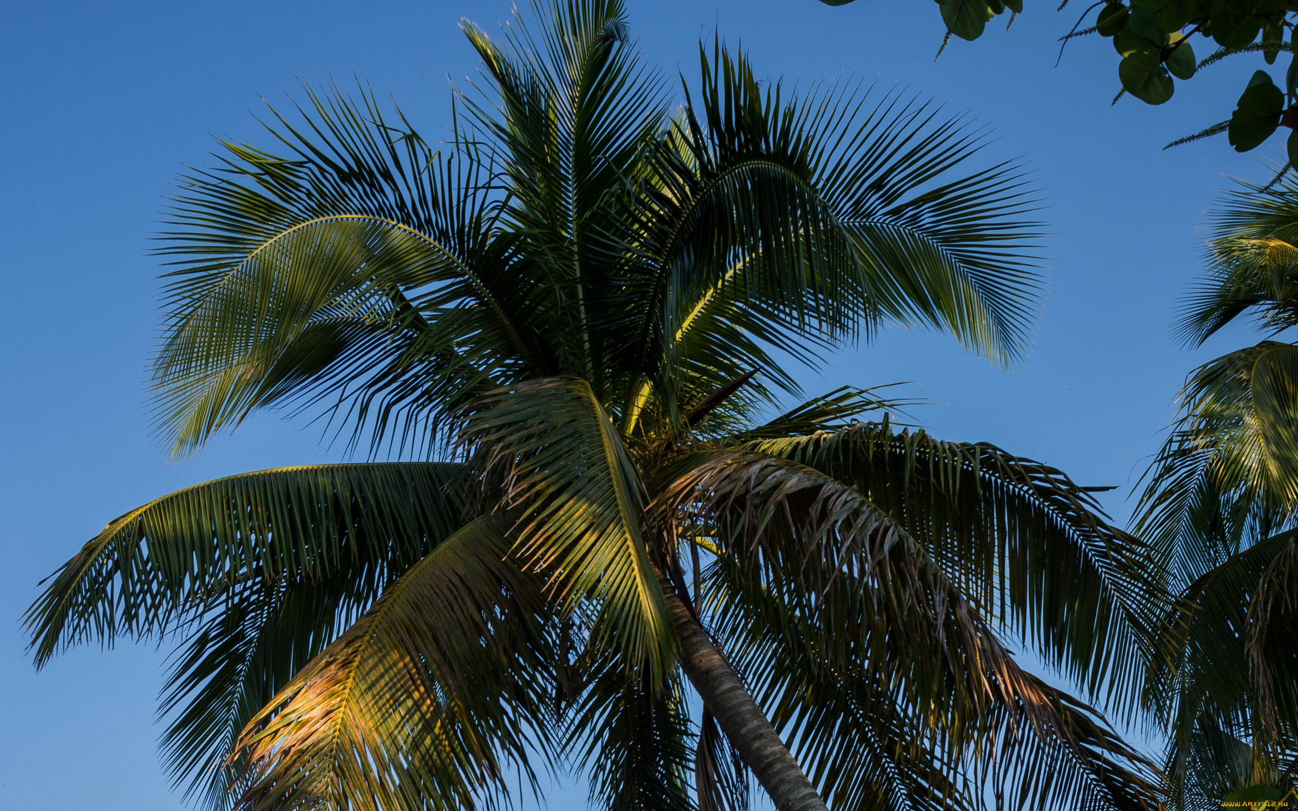природа, деревья, пальма