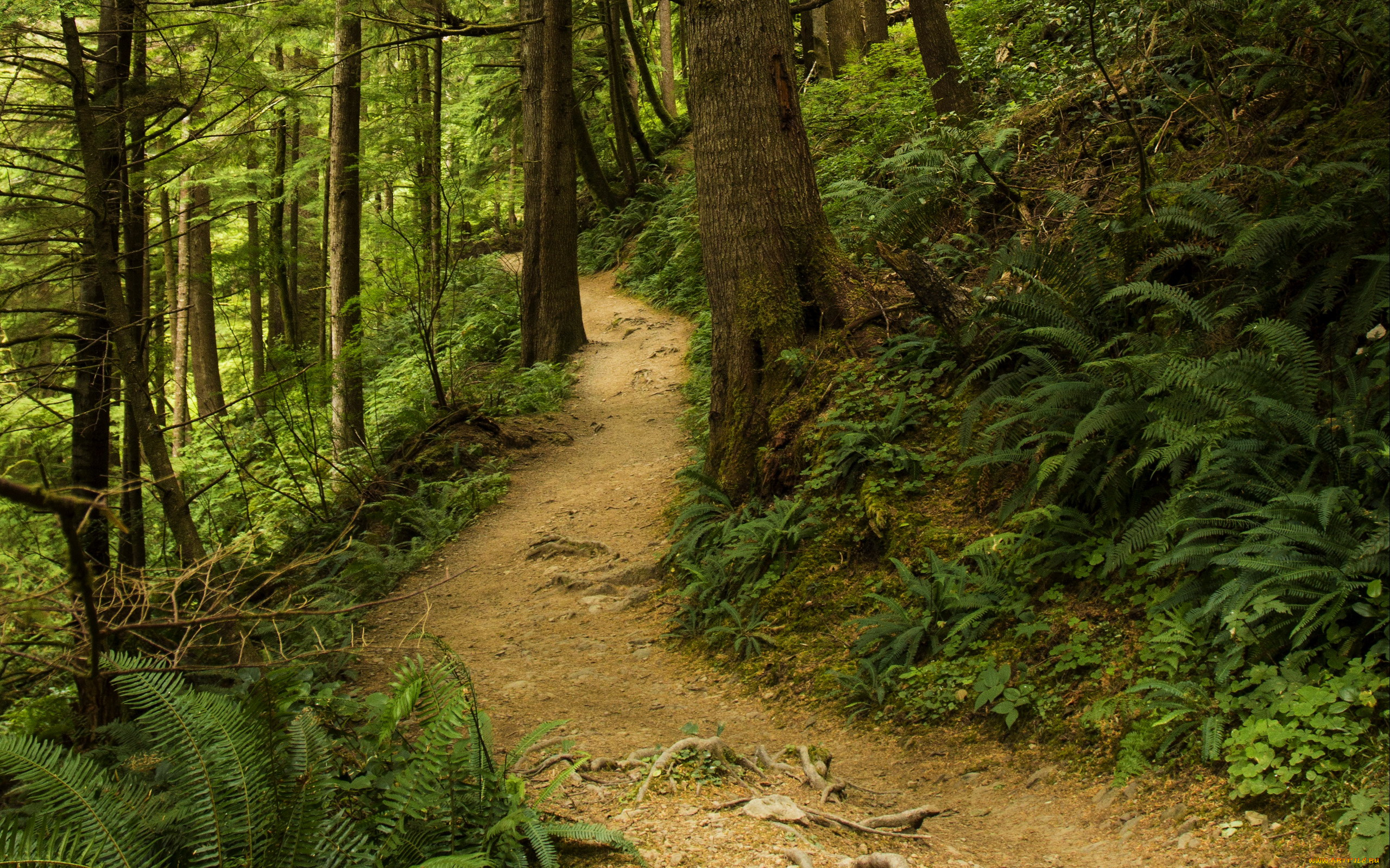 природа, лес, папоротник, тропинка