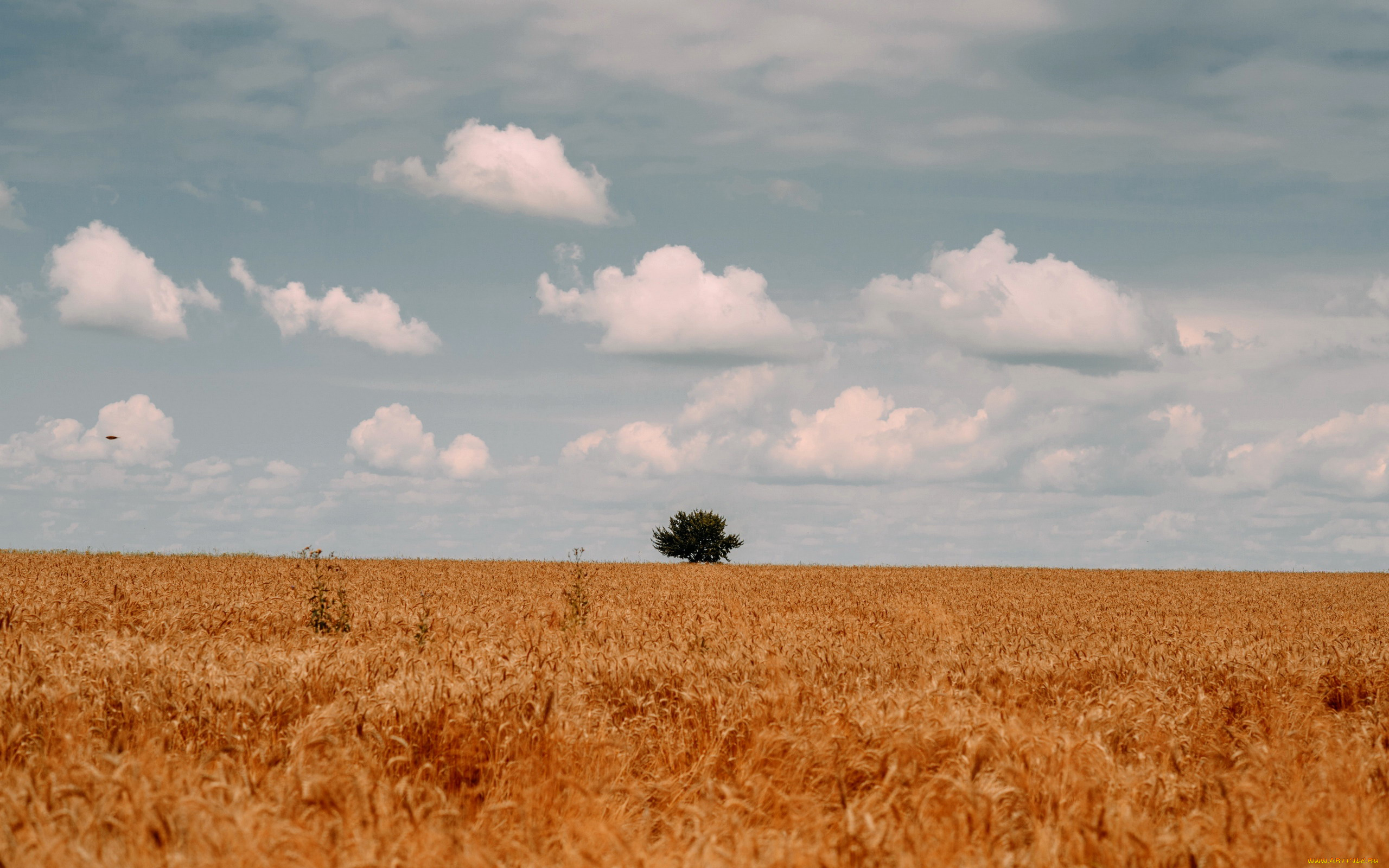 природа, поля, поле