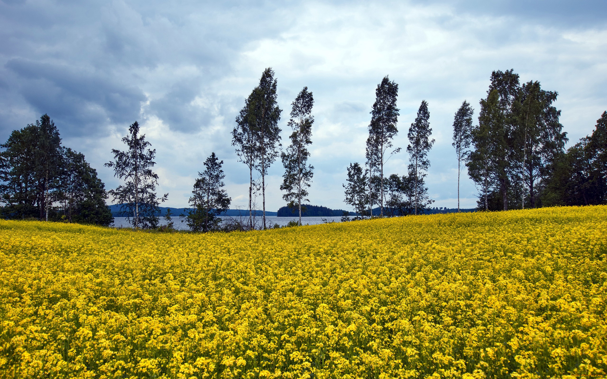 природа, поля, поле, рапс