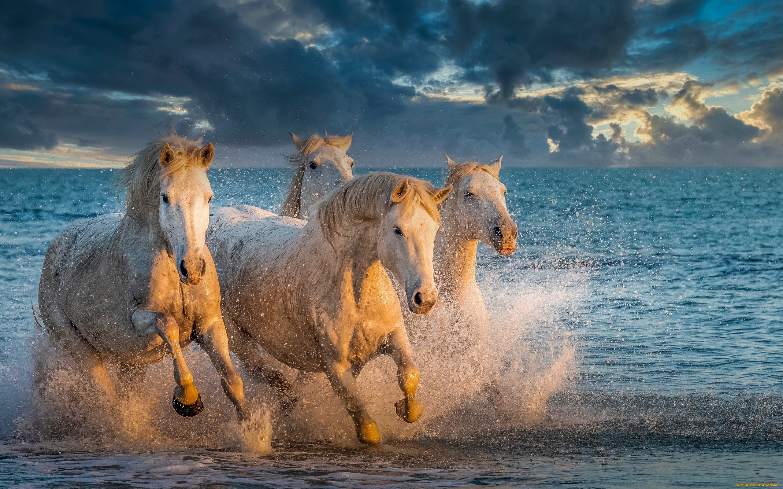 животные, лошади, море, брызги, кони