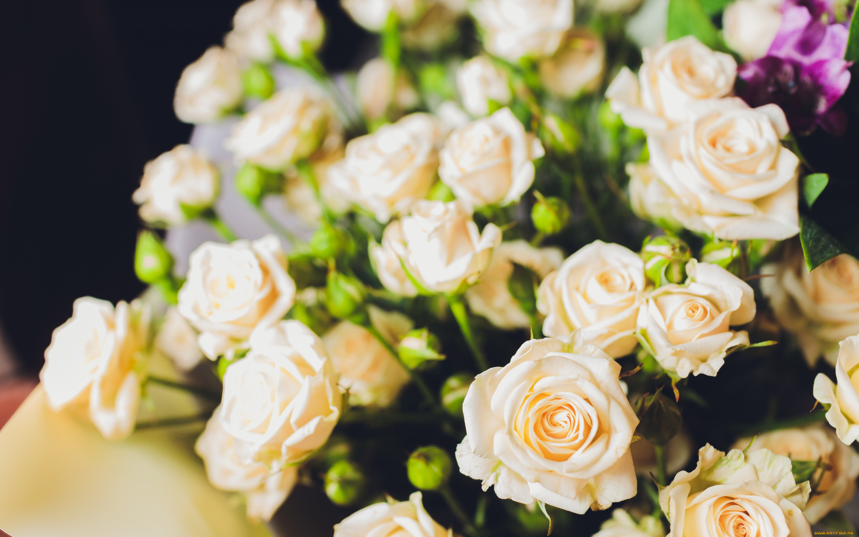 цветы, розы, букет, красивые