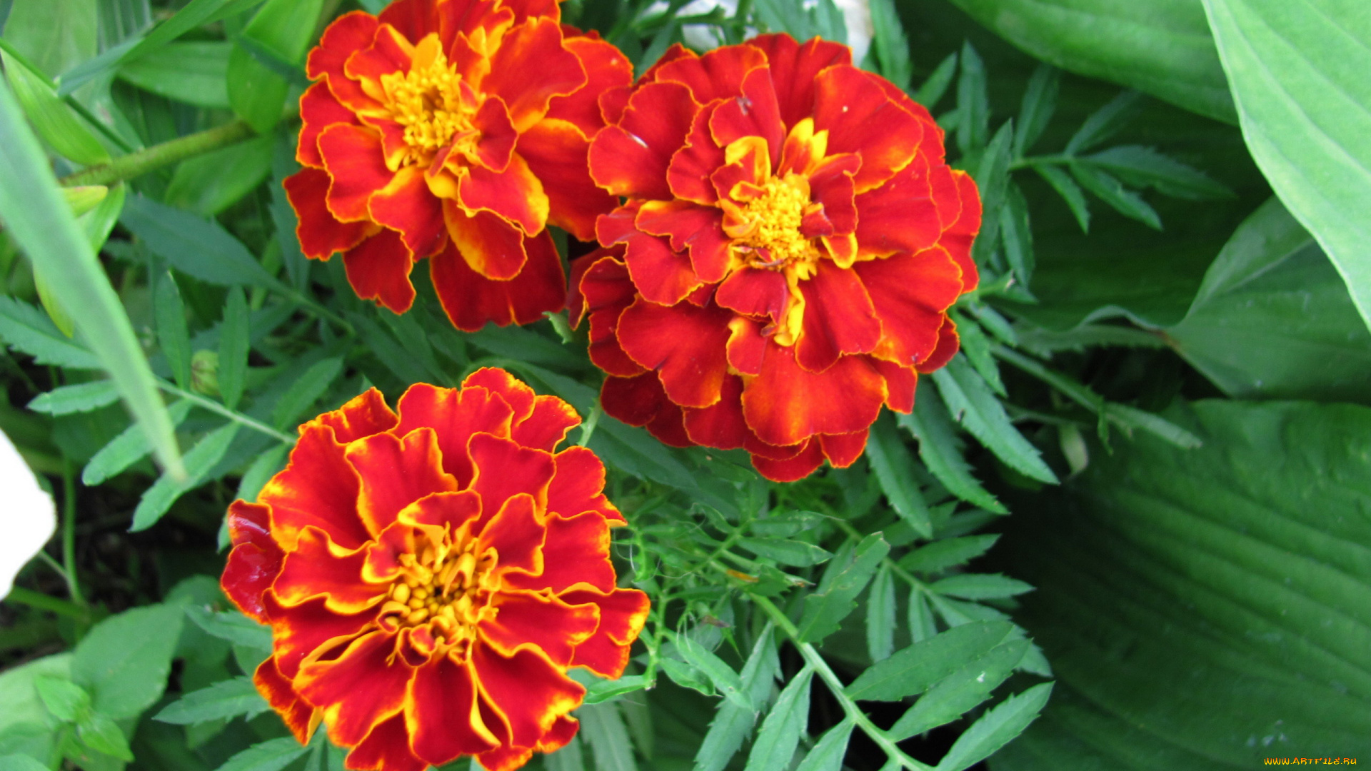 цветы, бархатцы, тагетес