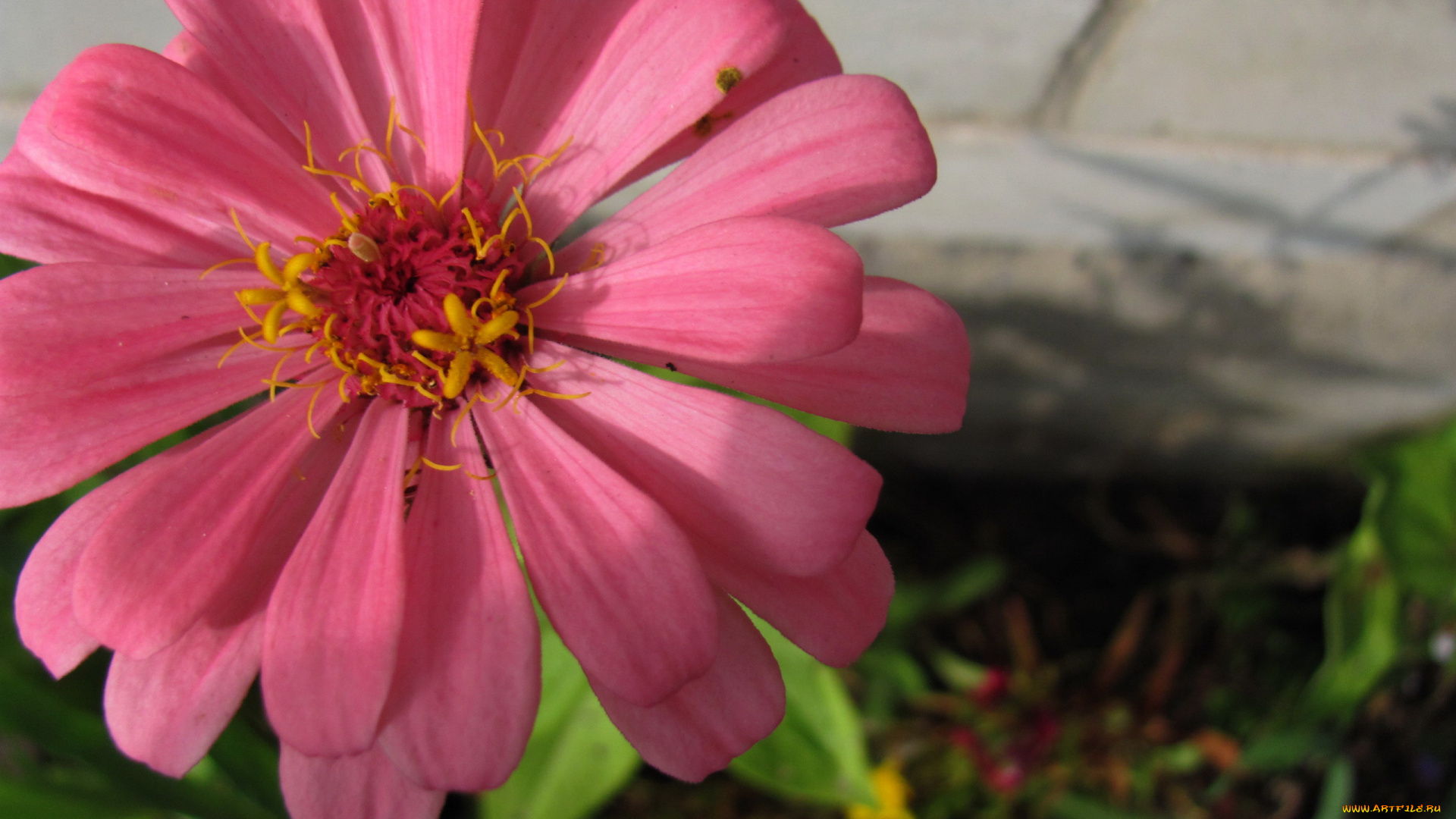 цветы, цинния, розовая, макро