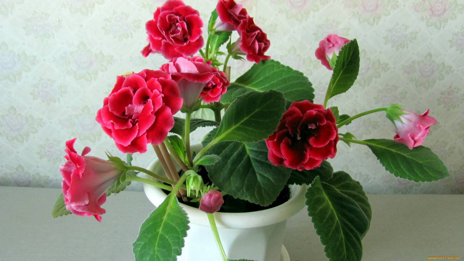 цветы, глоксиния, , синнингия, вазон