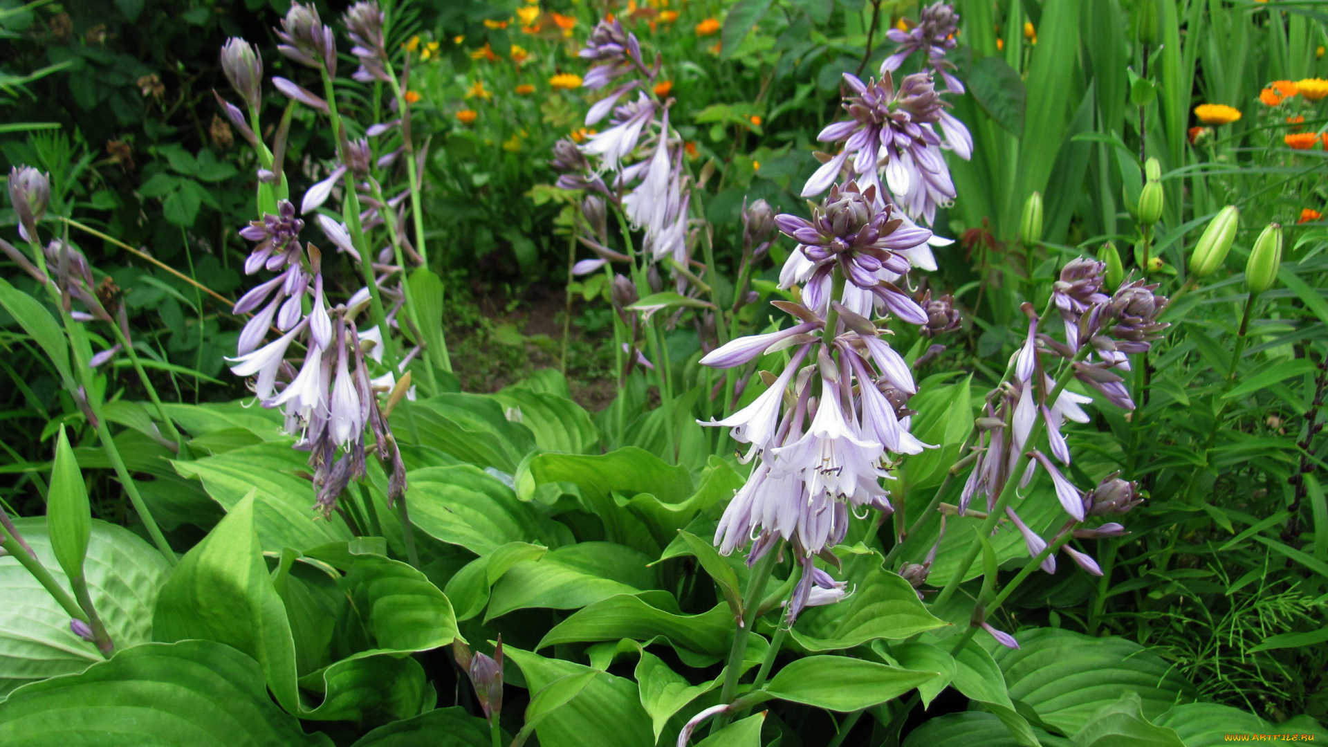 цветы, хоста