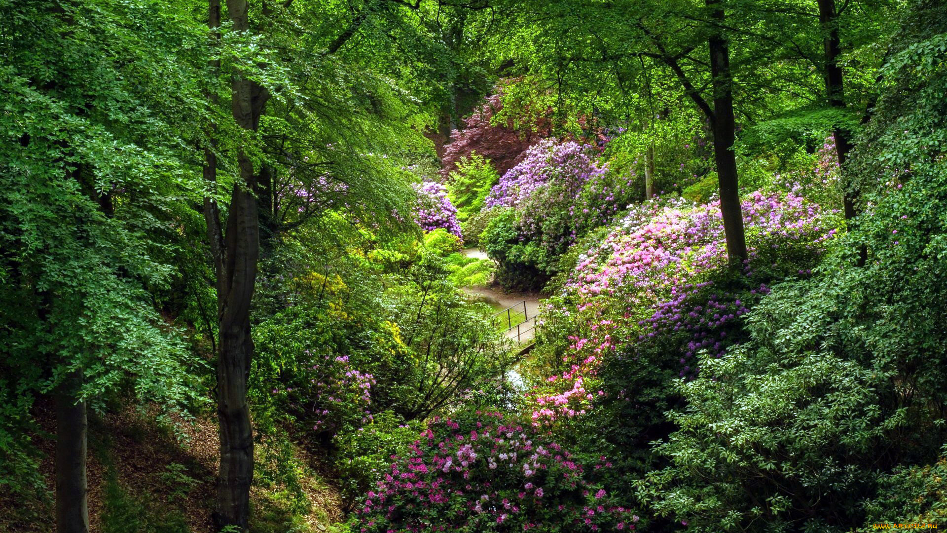 природа, парк, весна, цветение