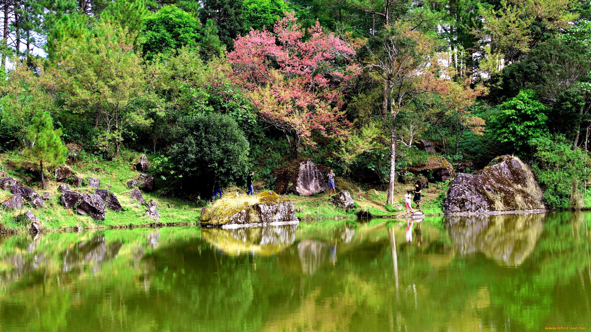 thailand, природа, парк