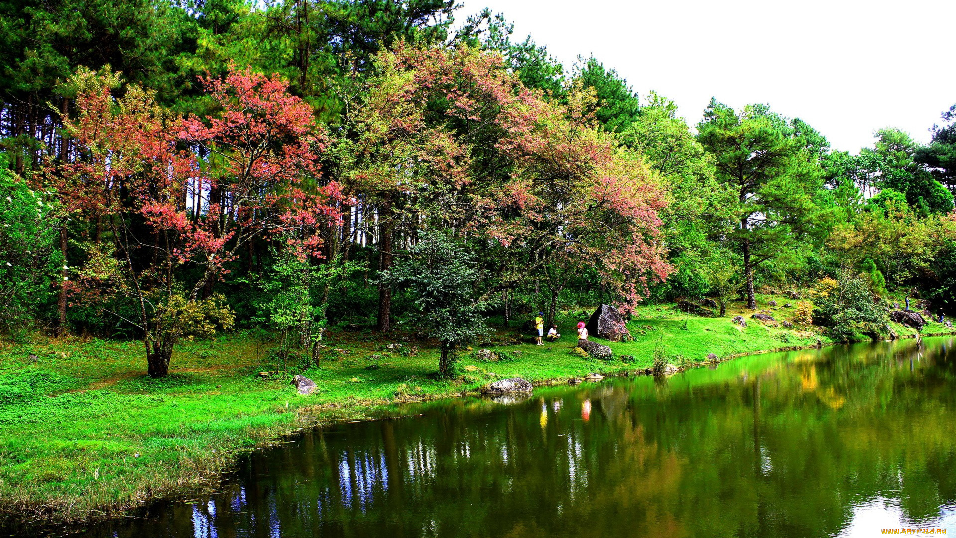 thailand, природа, парк