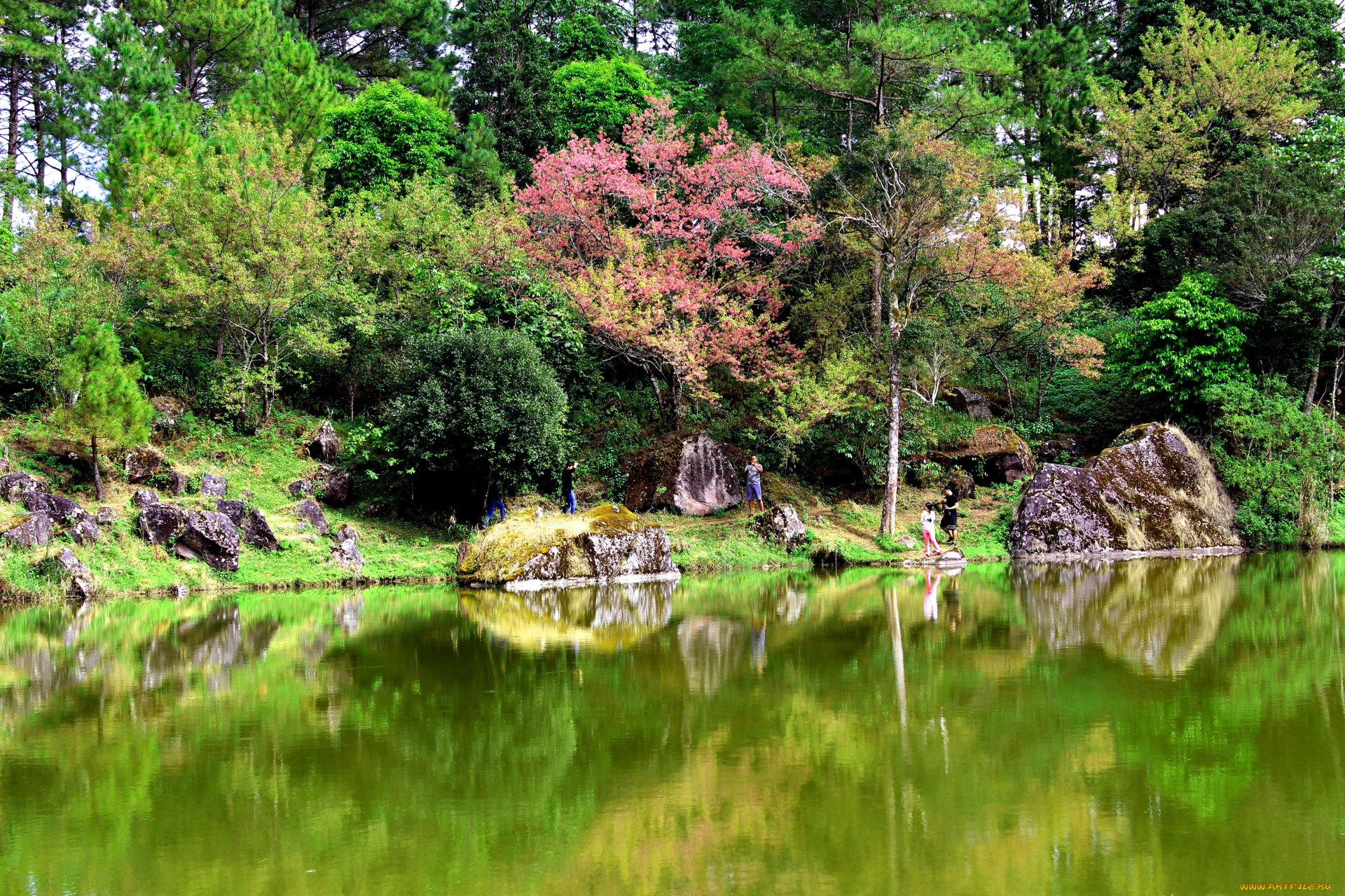 thailand, природа, парк