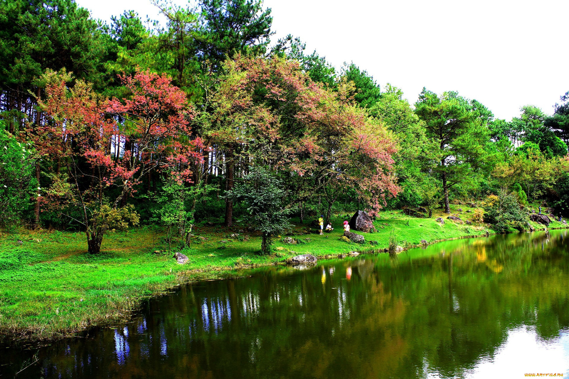 thailand, природа, парк