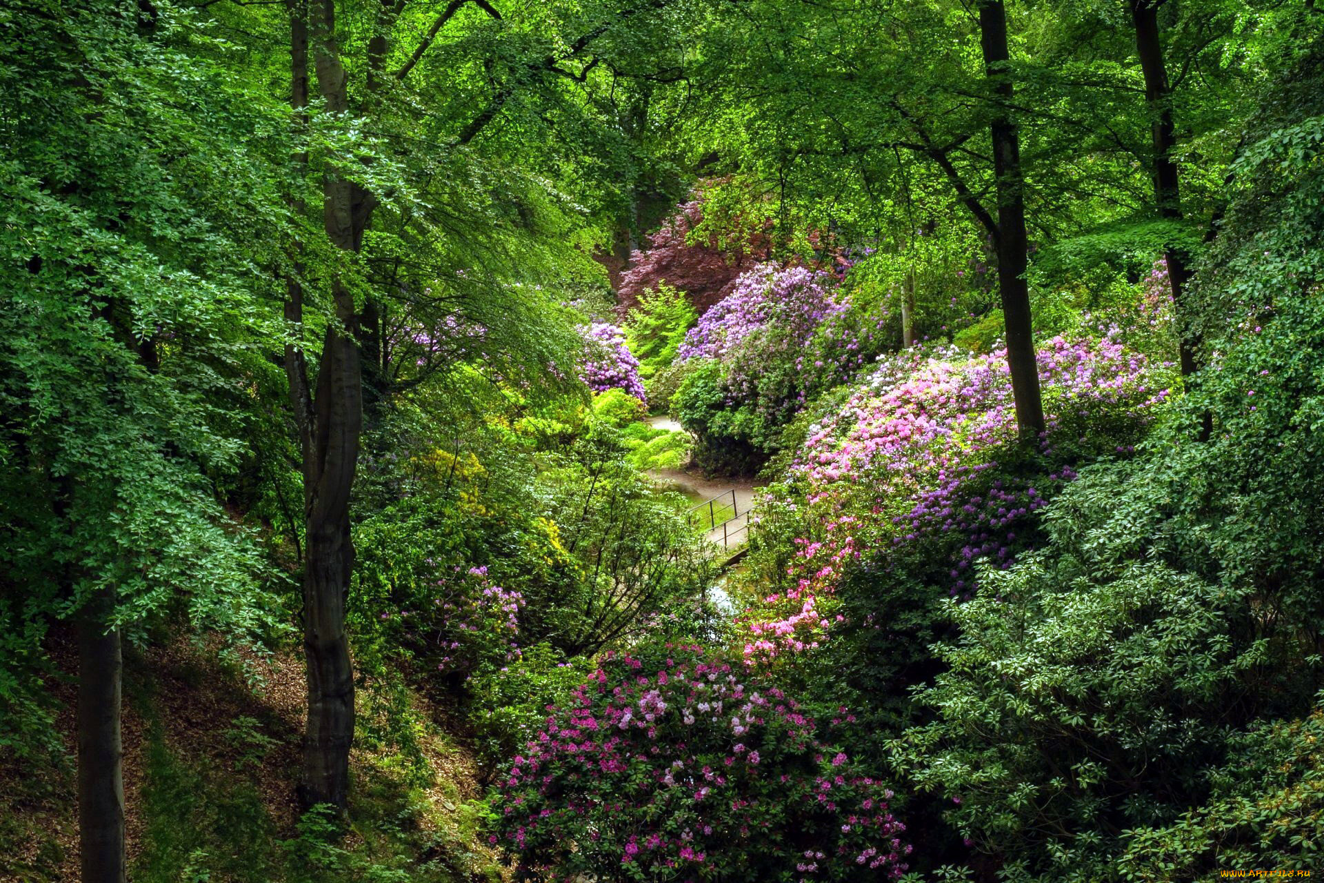 природа, парк, весна, цветение